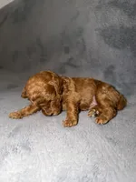 Luna, a female Poodle - Toy  for sale in Sacramento, CA – Photo 9 of 10