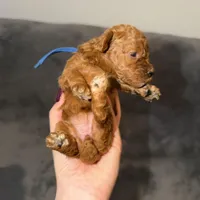 Luna, a female Poodle - Toy  for sale in Sacramento, CA – Photo 4 of 10