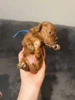 Luna, a female Poodle - Toy  for sale in Sacramento, CA – Photo 4 of 10