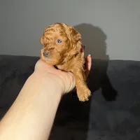 Luna, a female Poodle - Toy  for sale in Sacramento, CA – Photo 10 of 10