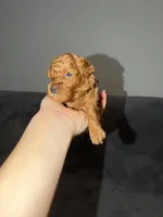 Luna, a female Poodle - Toy  for sale in Sacramento, CA – Photo 10 of 10