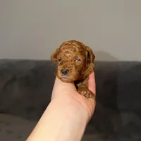 Luna, a female Poodle - Toy  for sale in Sacramento, CA – Photo 1 of 10