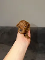 Luna, a female Poodle - Toy  for sale in Sacramento, CA – Photo 1 of 10