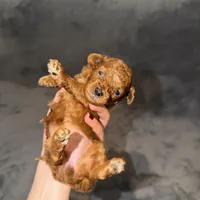 Luna, a female Poodle - Toy  for sale in Sacramento, CA – Photo 5 of 10