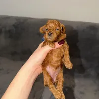 Luna, a female Poodle - Toy  for sale in Sacramento, CA – Photo 7 of 10