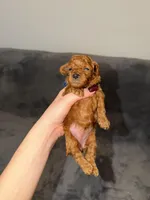 Luna, a female Poodle - Toy  for sale in Sacramento, CA – Photo 7 of 10