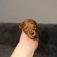 Luna, a female Poodle - Toy  for sale in Sacramento, CA – Photo 3 of 10