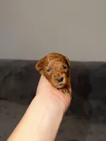 Luna, a female Poodle - Toy  for sale in Sacramento, CA – Photo 3 of 10