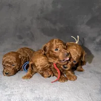 Sara, a female Poodle - Toy  for sale in Sacramento, CA – Photo 6 of 10