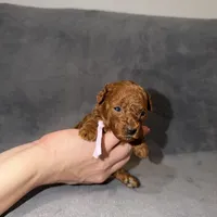 Sara, a female Poodle - Toy  for sale in Sacramento, CA – Photo 3 of 10