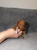 Sara, a female Poodle - Toy  for sale in Sacramento, CA – Photo 3 of 10