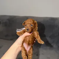 Sara, a female Poodle - Toy  for sale in Sacramento, CA – Photo 2 of 10