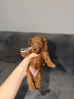 Sara, a female Poodle - Toy  for sale in Sacramento, CA – Photo 2 of 10