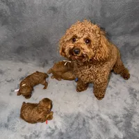 Sara, a female Poodle - Toy  for sale in Sacramento, CA – Photo 10 of 10