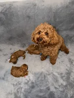 Sara, a female Poodle - Toy  for sale in Sacramento, CA – Photo 10 of 10
