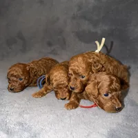 Sara, a female Poodle - Toy  for sale in Sacramento, CA – Photo 8 of 10