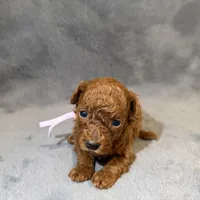 Sara, a female Poodle - Toy  for sale in Sacramento, CA – Photo 9 of 10