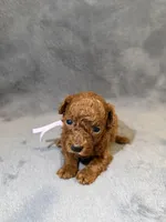 Sara, a female Poodle - Toy  for sale in Sacramento, CA – Photo 9 of 10