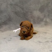 Sara, a female Poodle - Toy  for sale in Sacramento, CA – Photo 5 of 10