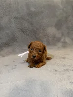 Sara, a female Poodle - Toy  for sale in Sacramento, CA – Photo 5 of 10