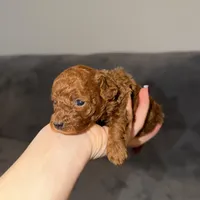 Sara, a female Poodle - Toy  for sale in Sacramento, CA – Photo 1 of 10
