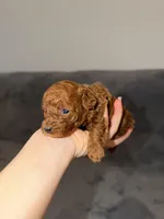 Sara, a female Poodle - Toy  for sale in Sacramento, CA – Photo 1 of 10