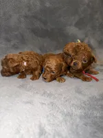 Sara, a female Poodle - Toy  for sale in Sacramento, CA – Photo 7 of 10