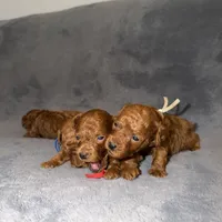 Sara, a female Poodle - Toy  for sale in Sacramento, CA – Photo 4 of 10