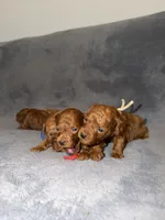 Sara, a female Poodle - Toy  for sale in Sacramento, CA – Photo 4 of 10