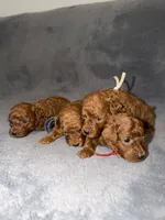 Richie, a male Poodle - Toy  for sale in Sacramento, CA – Photo 10 of 10