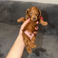 Richie, a male Poodle - Toy  for sale in Sacramento, CA – Photo 6 of 10