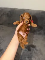 Richie, a male Poodle - Toy  for sale in Sacramento, CA – Photo 6 of 10