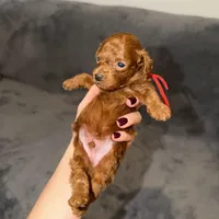 Richie, a male Poodle - Toy  for sale in Sacramento, CA – Photo 7 of 10