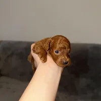 Richie, a male Poodle - Toy  for sale in Sacramento, CA – Photo 4 of 10