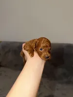 Richie, a male Poodle - Toy  for sale in Sacramento, CA – Photo 4 of 10