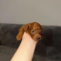 Richie, a male Poodle - Toy  for sale in Sacramento, CA – Photo 5 of 10