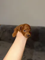 Richie, a male Poodle - Toy  for sale in Sacramento, CA – Photo 5 of 10