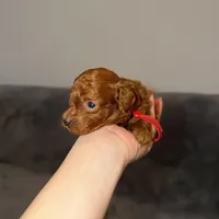 Richie, a male Poodle - Toy  for sale in Sacramento, CA – Photo 3 of 10