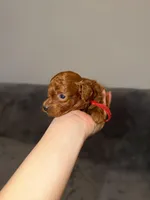 Richie, a male Poodle - Toy  for sale in Sacramento, CA – Photo 3 of 10