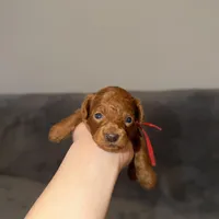 Richie, a male Poodle - Toy  for sale in Sacramento, CA – Photo 1 of 10