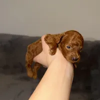 Richie, a male Poodle - Toy  for sale in Sacramento, CA – Photo 2 of 10