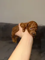 Richie, a male Poodle - Toy  for sale in Sacramento, CA – Photo 2 of 10