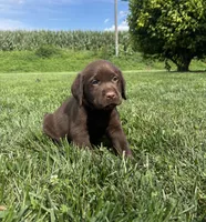 Milo, a male Labrador Retriever for sale in Lancaster, PA – 2 of 7