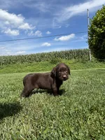 Miles, a male Labrador Retriever for sale in Lancaster, PA – 3 of 6