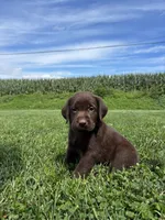 Max, a male Labrador Retriever for sale in Lancaster, PA – 3 of 6