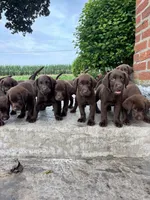 Miles, a male Labrador Retriever for sale in Lancaster, PA – 4 of 6