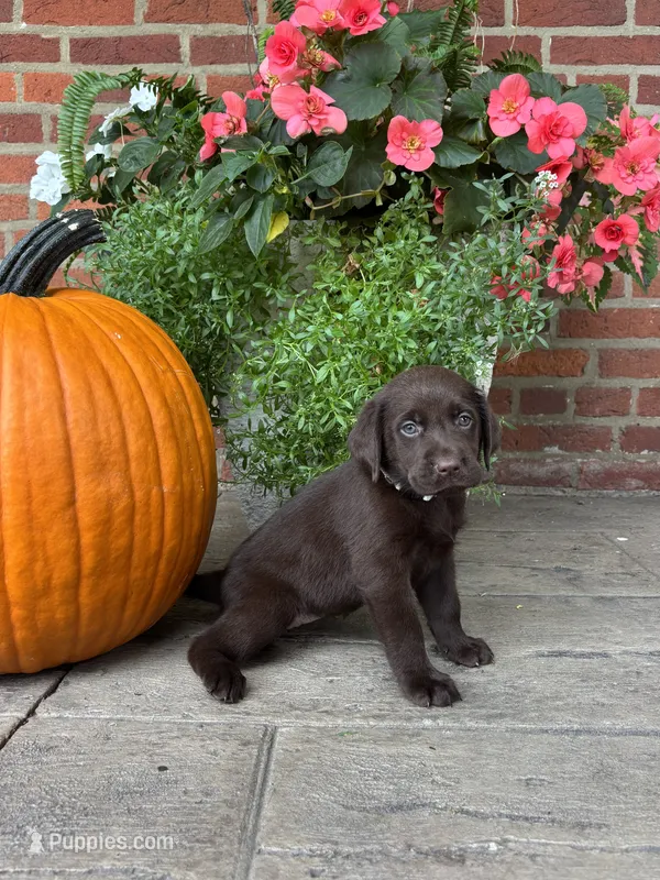 Molly – Labrador Retriever puppy for sale in Lancaster, PA