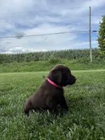 Millie, a female Labrador Retriever for sale in Lancaster, PA – 2 of 6