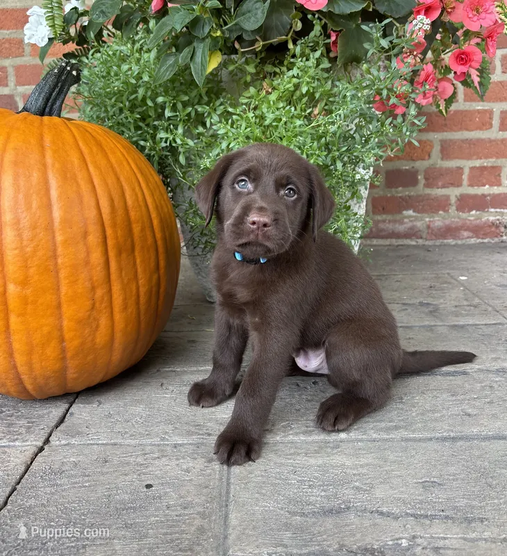 Murphy  – Labrador Retriever puppy for sale in Lancaster, PA