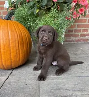 Murphy , a male Labrador Retriever for sale in Lancaster, PA – 1 of 5